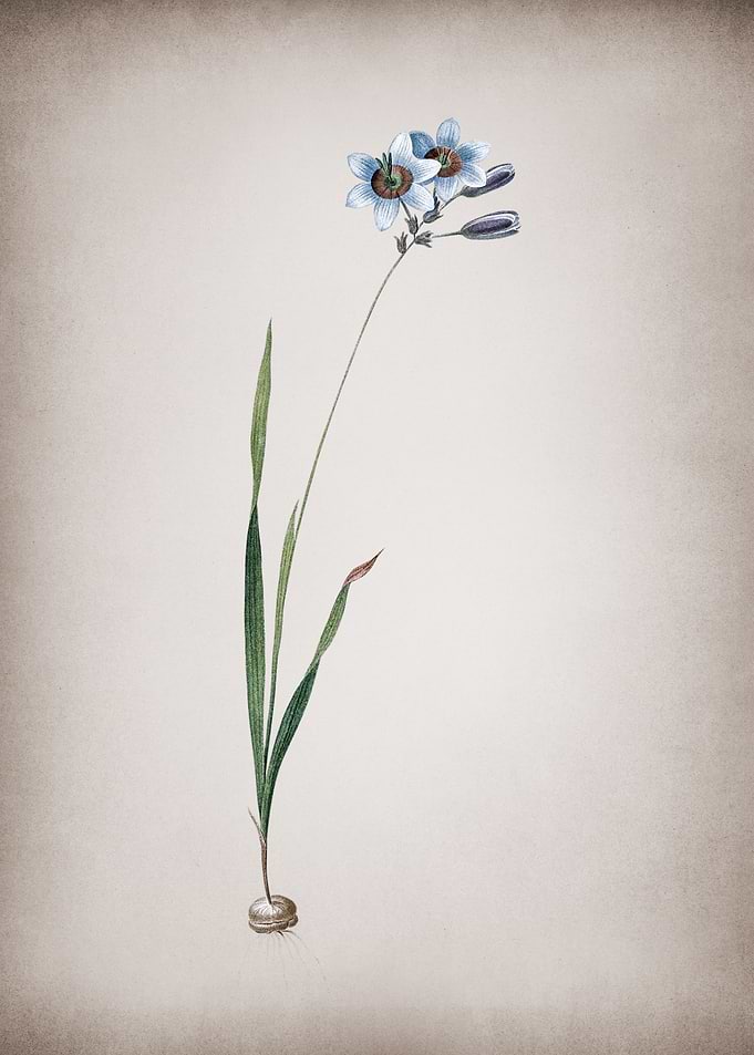 Vintage Galaxia Ixiaeflora