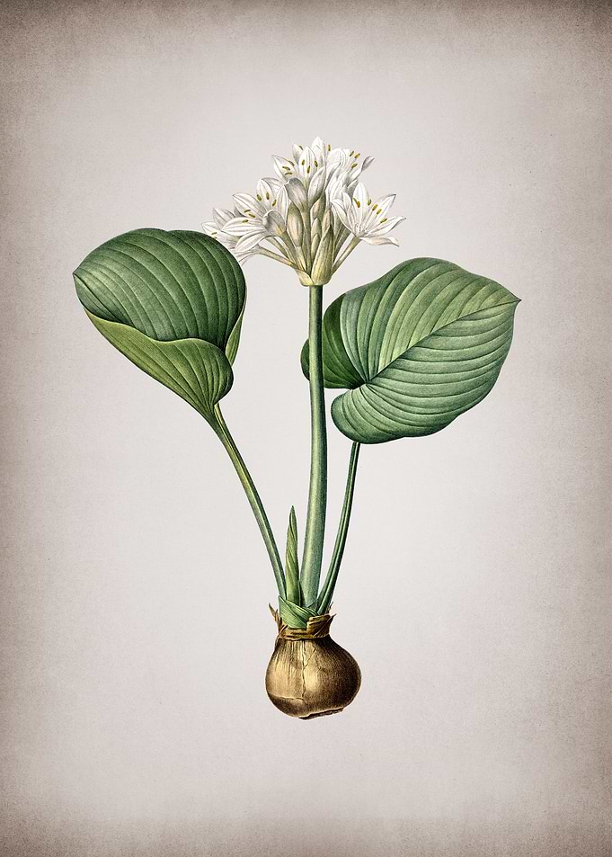 Cardwell Lily