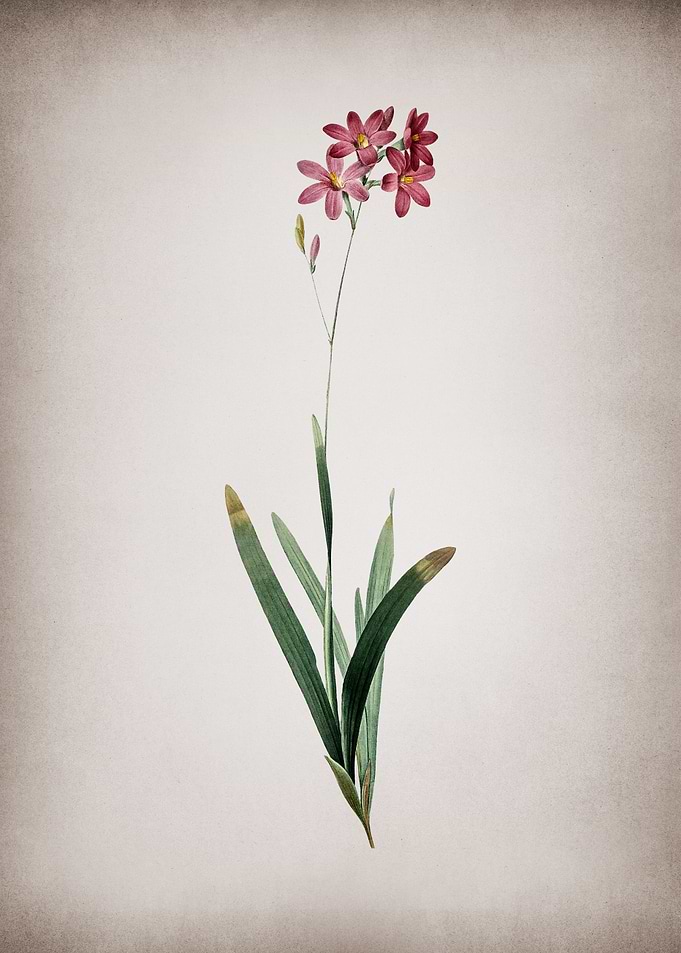 Vintage Corn Lily