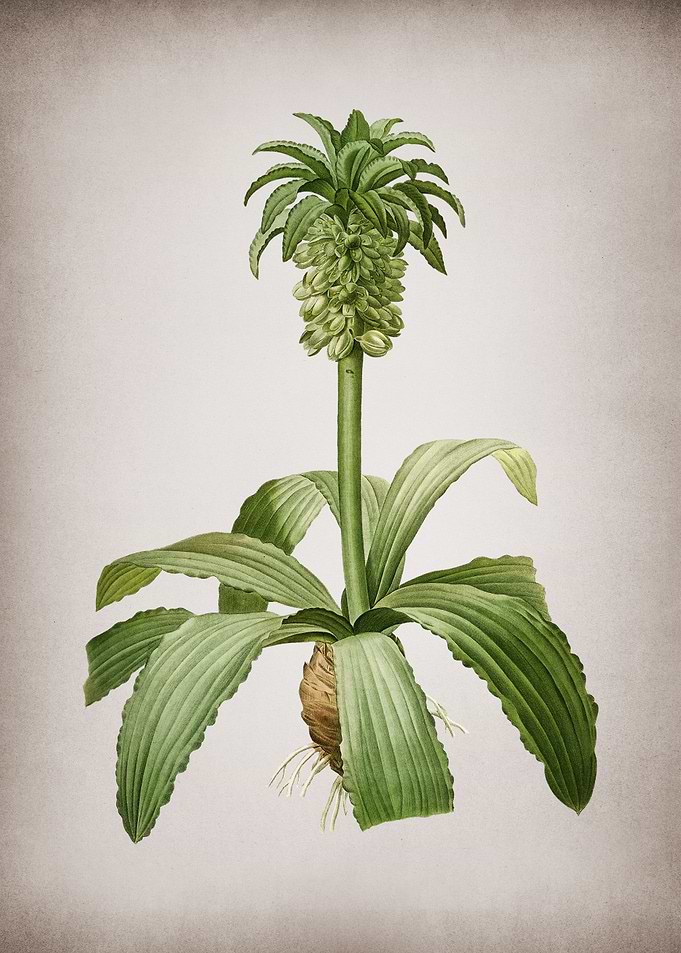 Vintage Eucomis Regia