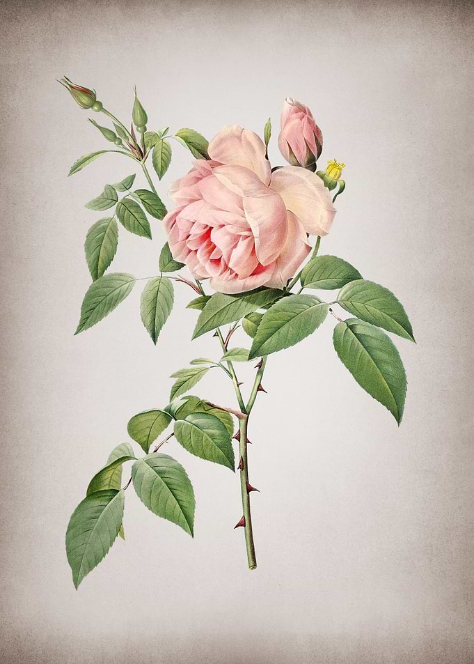 Blooming Fragrant Rosebush