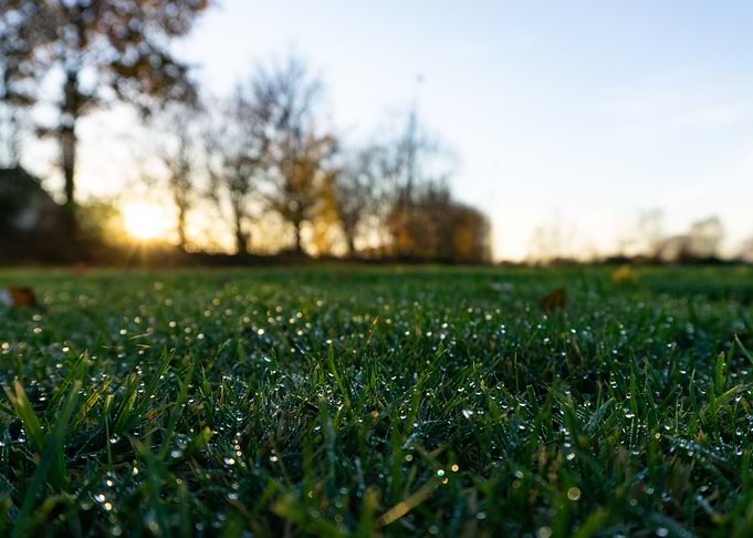Grass dew