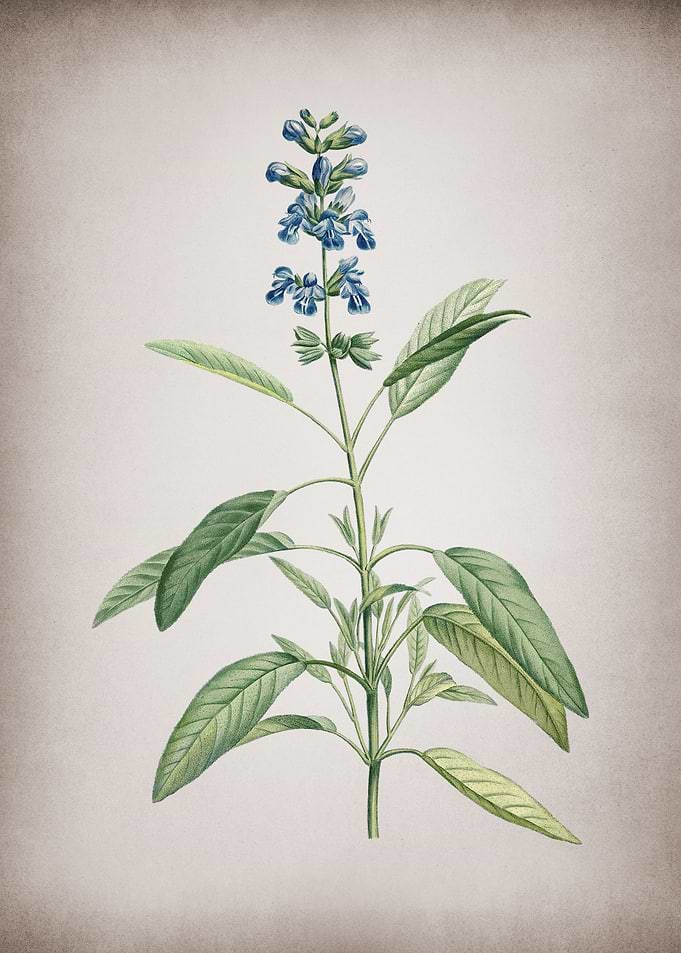 Blooming Sage Plant