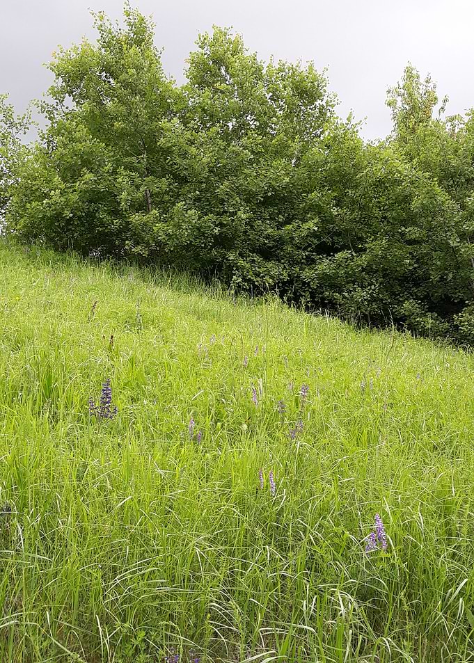 Hill in spring