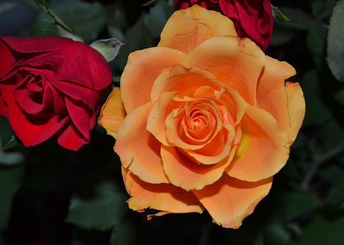 Roses