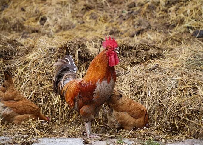 The cock on the dung heap