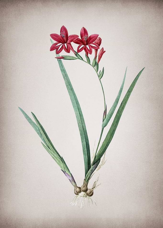 Gladiolus Cardinalis