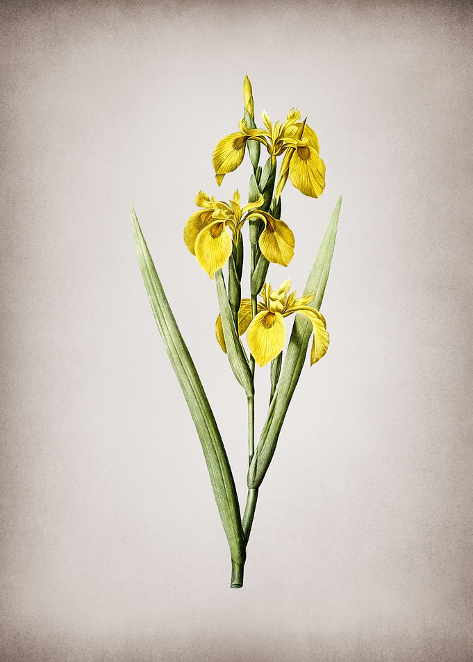 Vintage Irises
