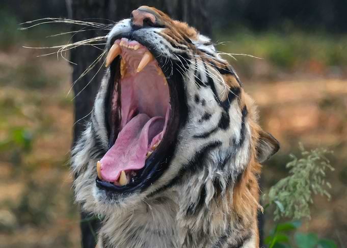 Royal Bengal Tiger