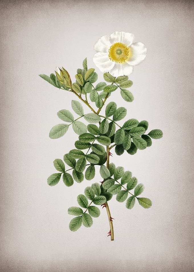 Blooming Macartney Rose