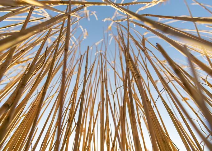 Reed