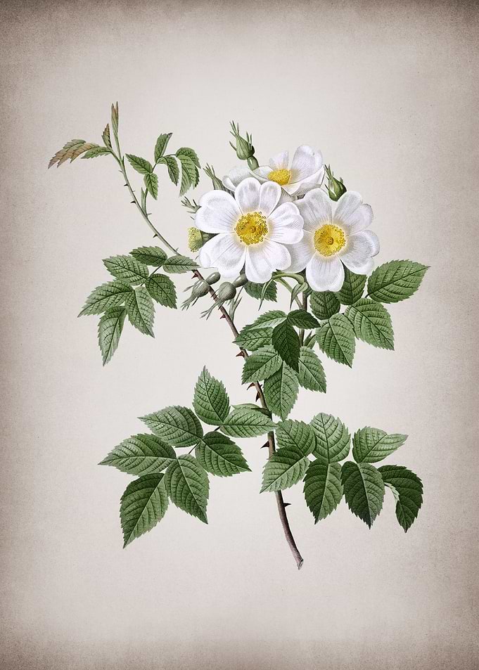 Blooming White Rosebush