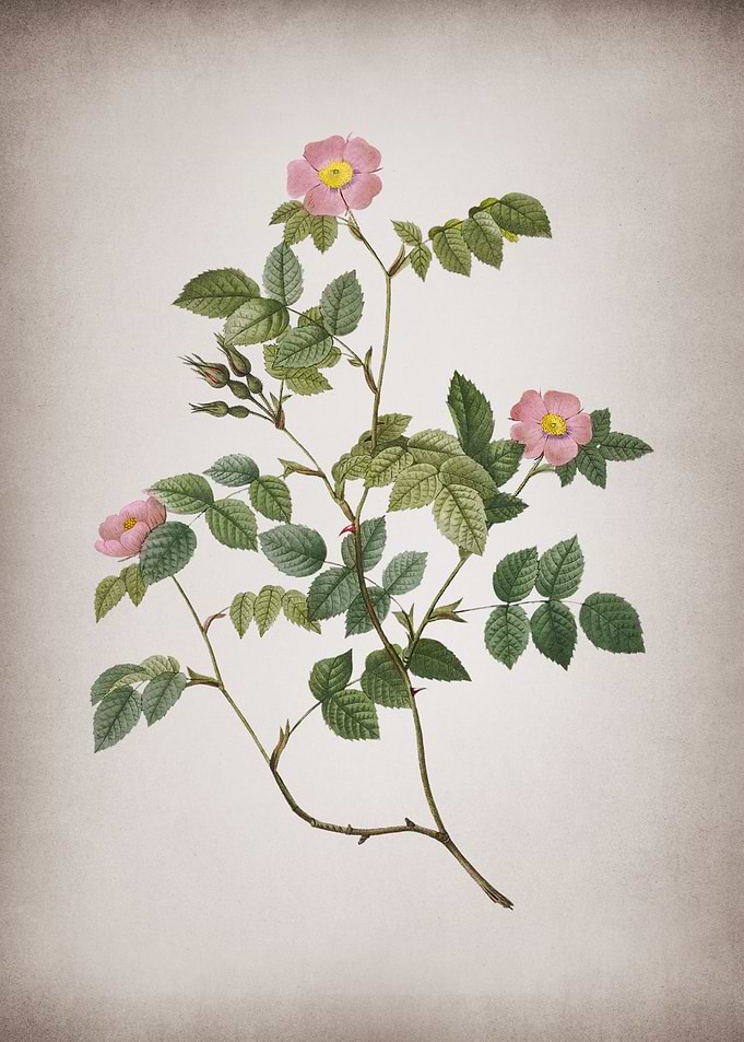 Blooming Sweetbriar Rose
