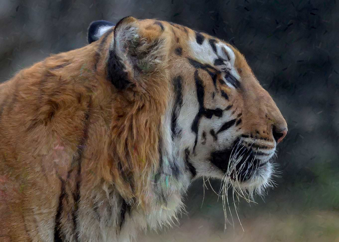 Royal Bengal Tiger
