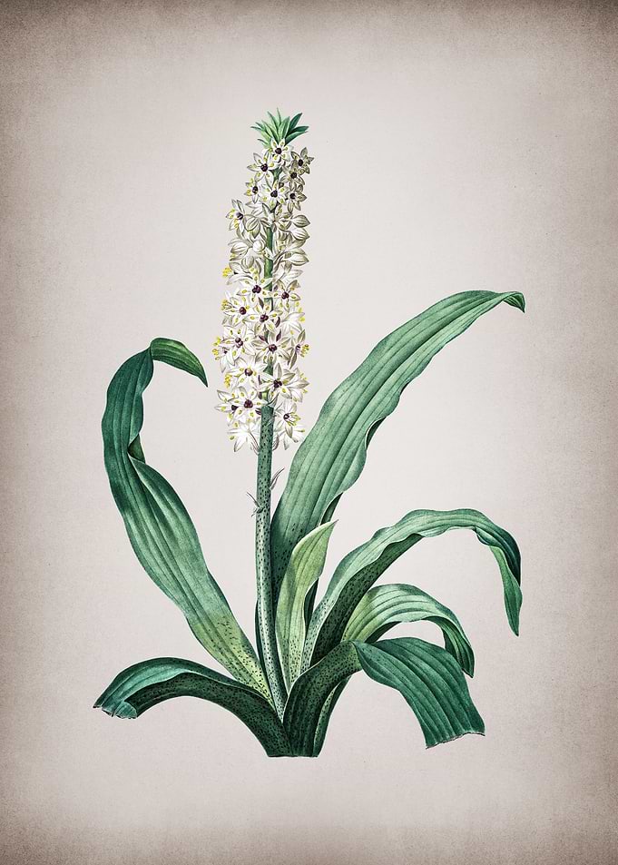 Vintage Eucomis Punctata