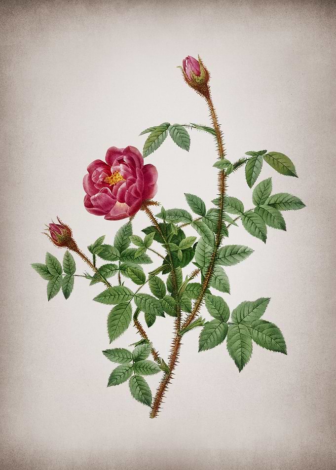 Blooming Moss Rose