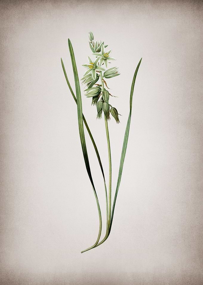 Drooping Star of Bethlehem
