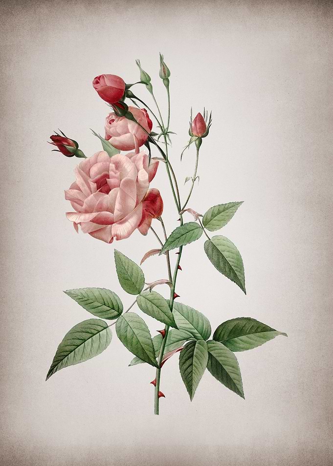 Common Rose of India