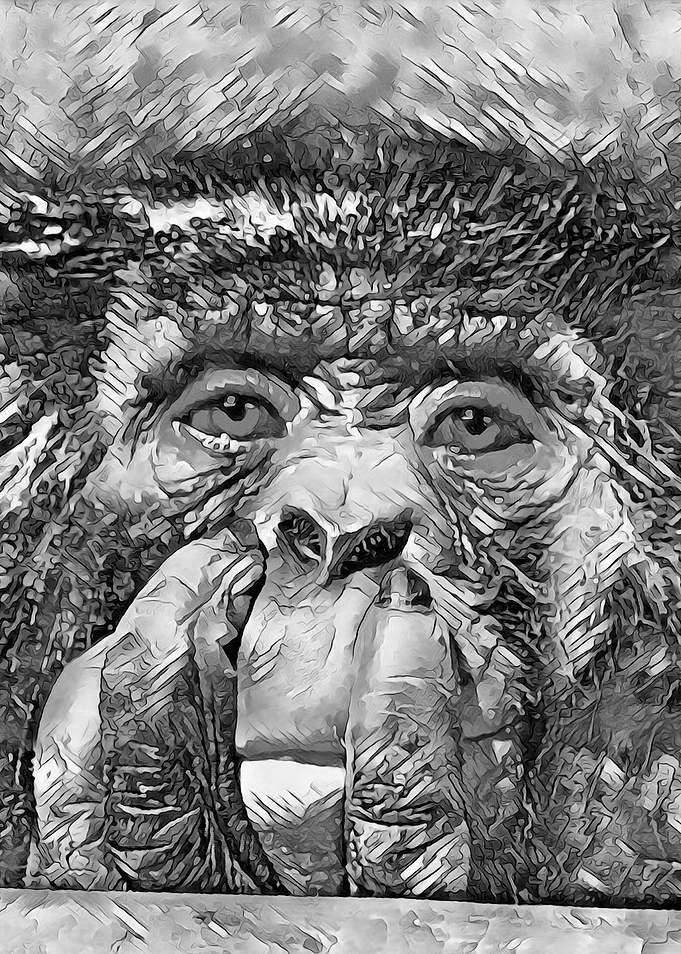 AnimalArtBW Chimpanzee 003
