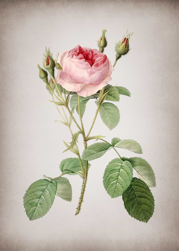 Vintage Double Moss Rose