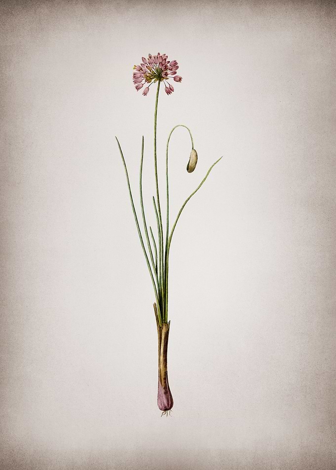 Vintage Autumn Onion