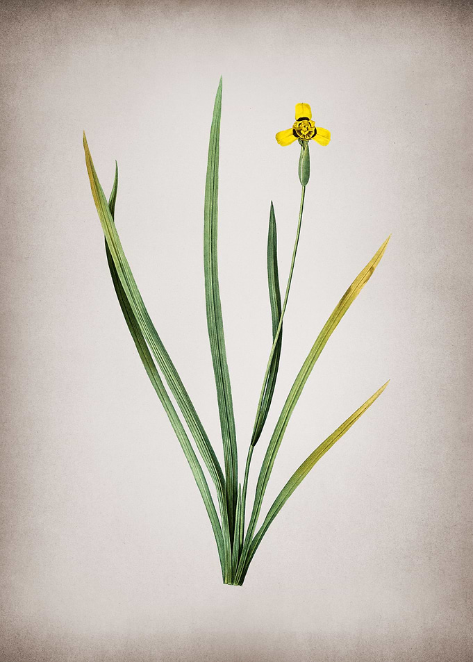 Vintage Iris Martinicensis