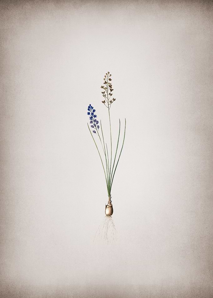 Vintage Autumn Squill
