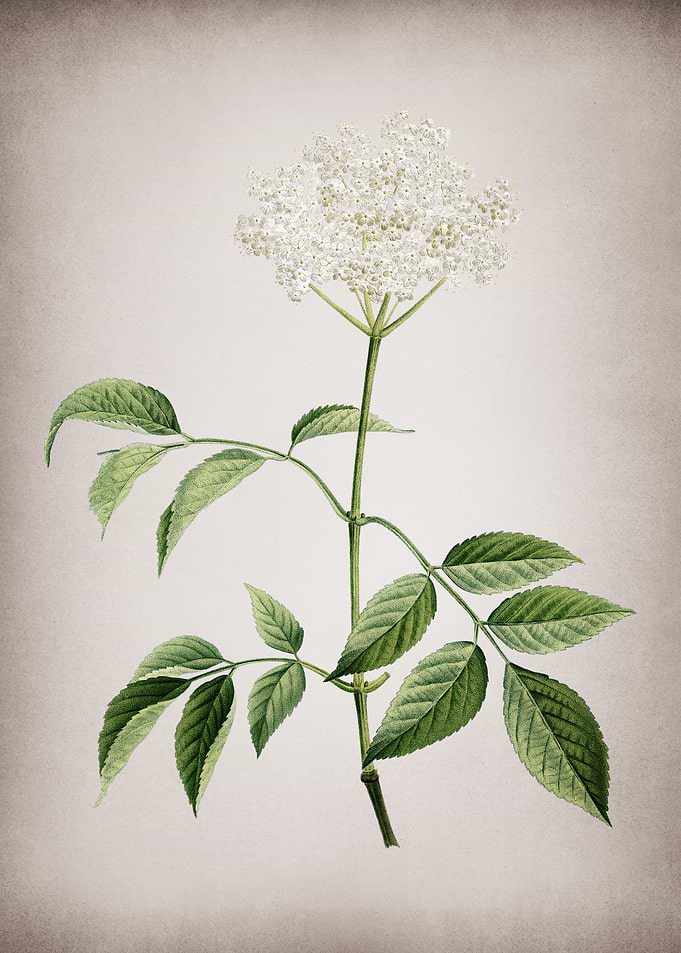 Blooming Elderflower Tree
