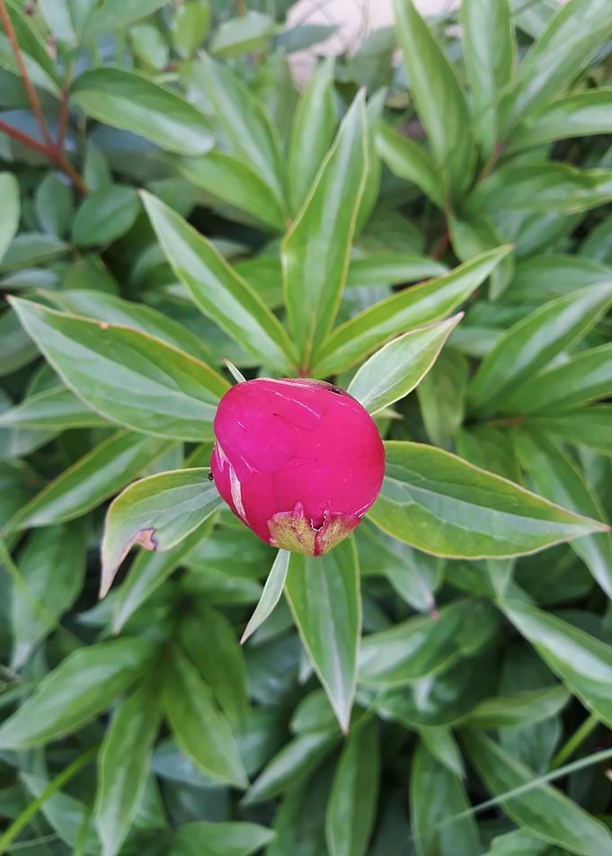 Peony sprout