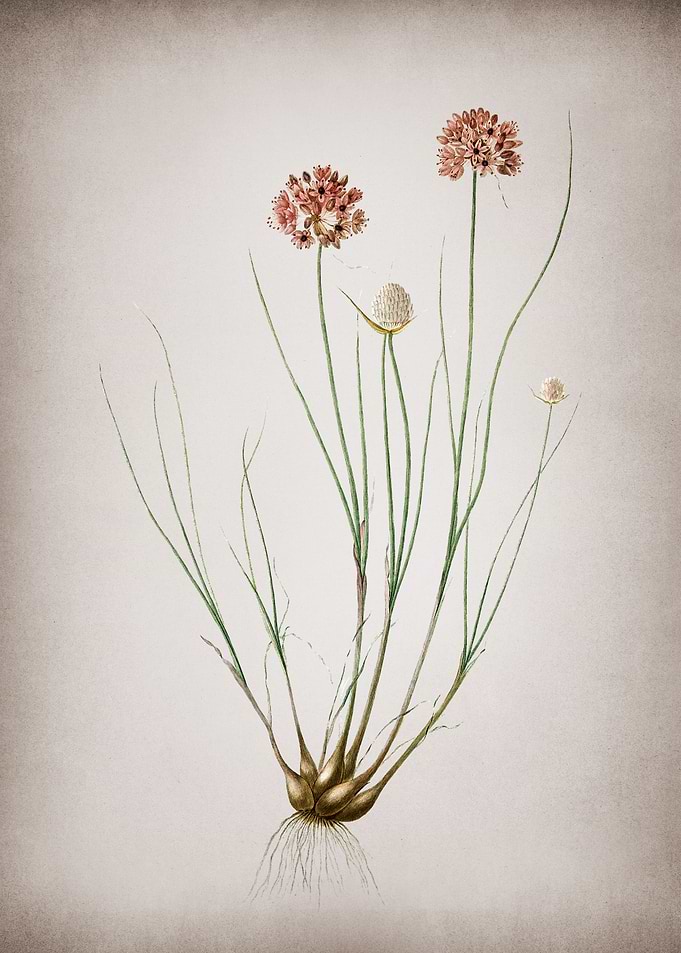 Vintage Allium Globosum