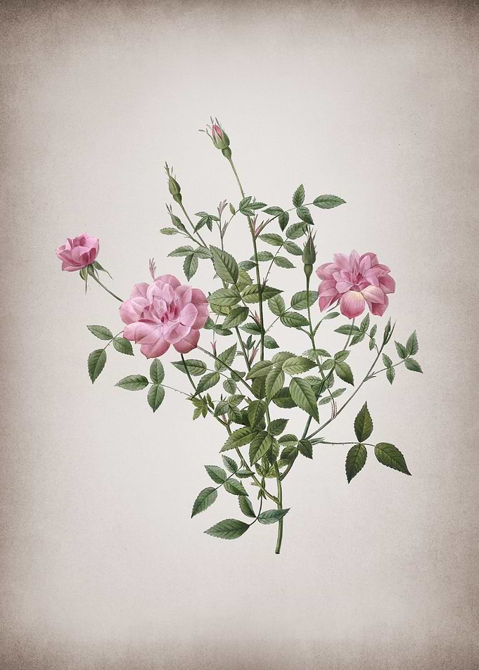 Blooming Dwarf Rosebush