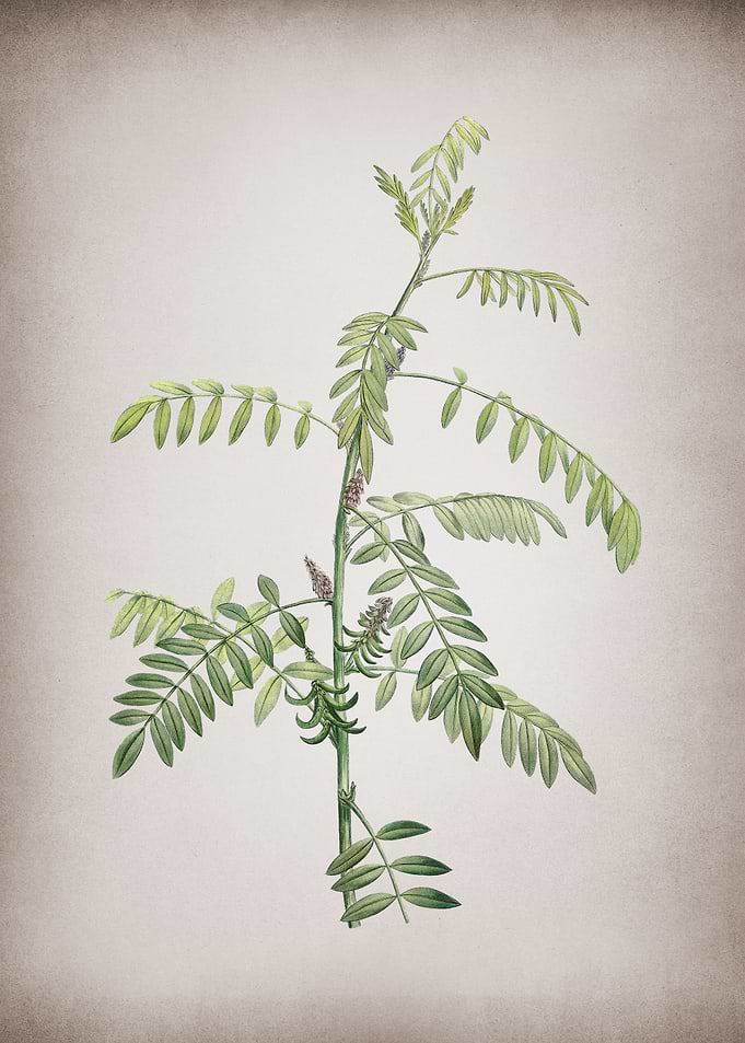 Flowering Indigo Plant