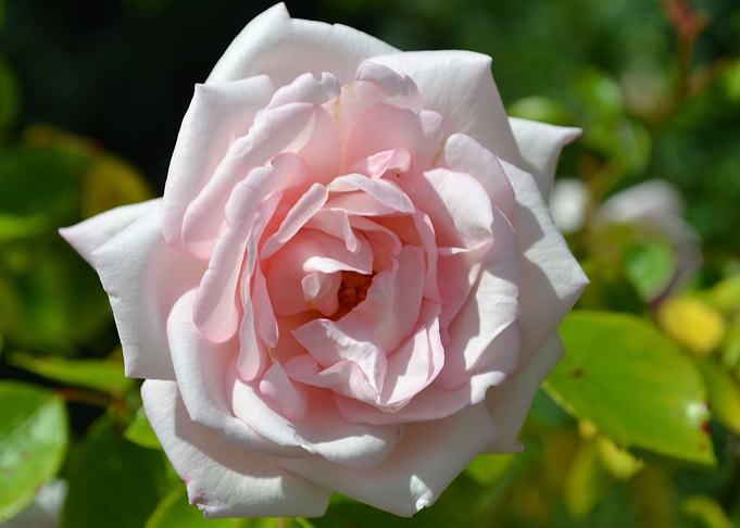 Pink rose