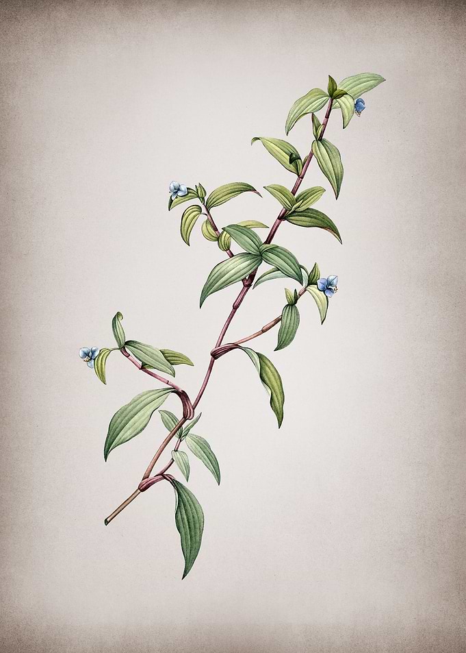 Vintage Birdbill Dayflower