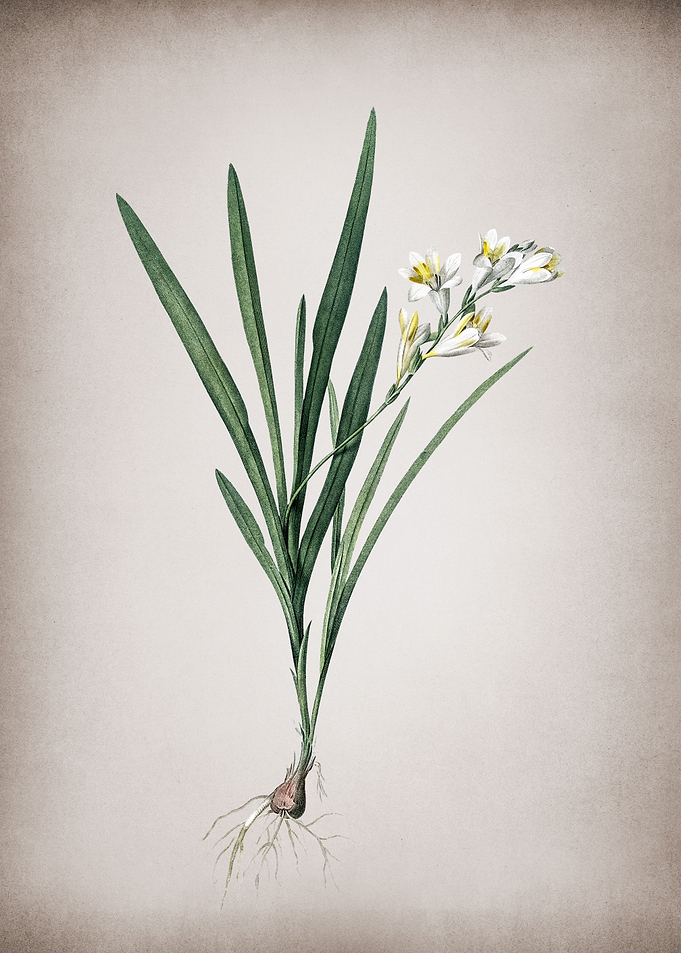 Gladiolus Xanthospilus
