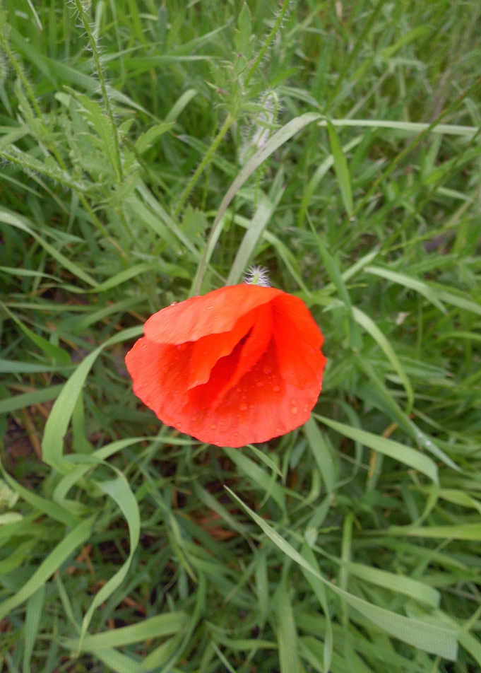 Poppy flower