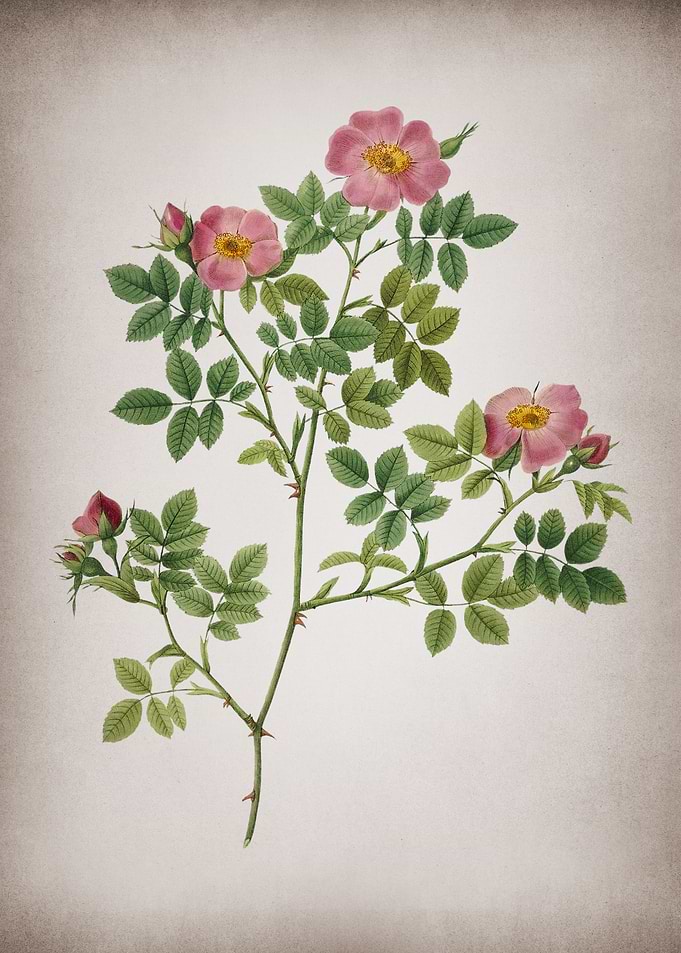 Blooming Rose Corymb