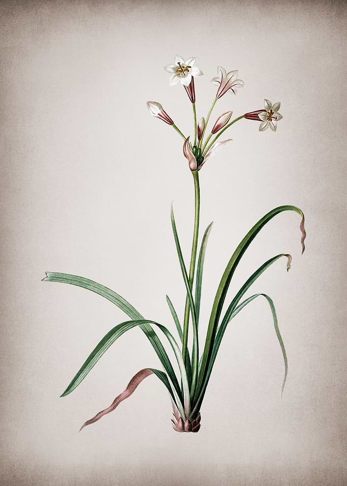 Crytanthus Vittatus