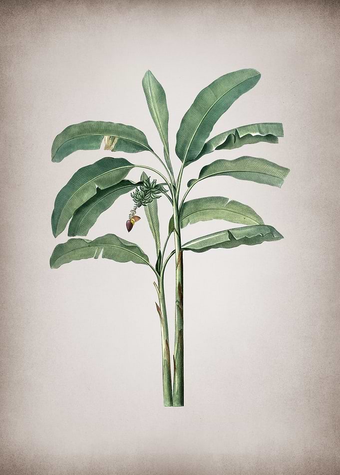 Vintage Banana Tree