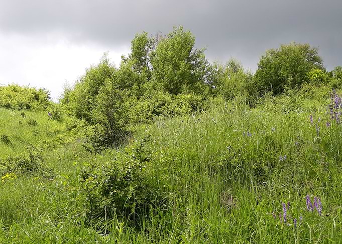 Meadow before the rain