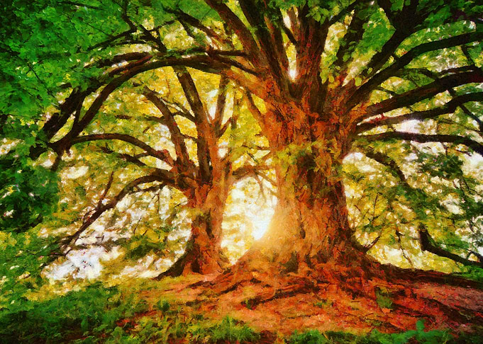 Enchanted Forest