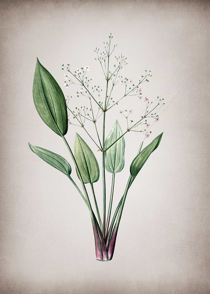 European Water Plantain