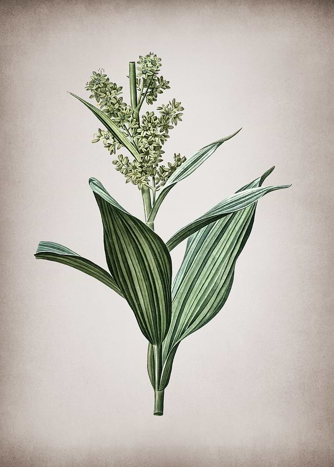 Vintage False Helleborine