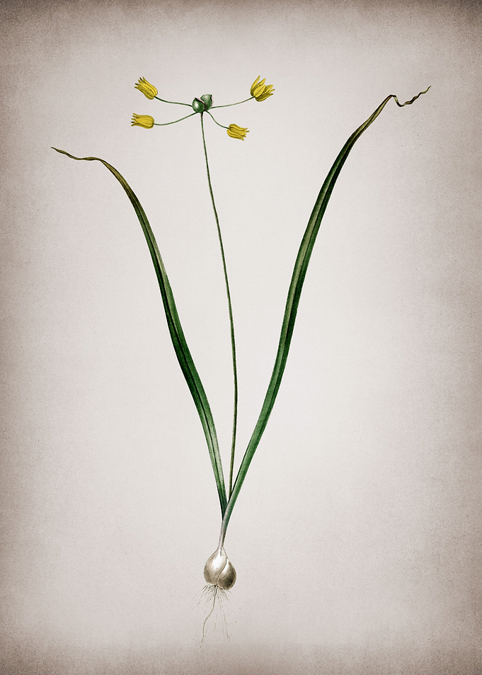 Allium Scorzonera Folium