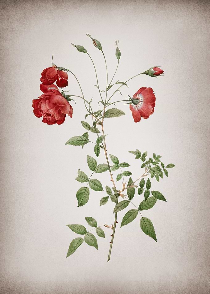 Blooming Red Rose