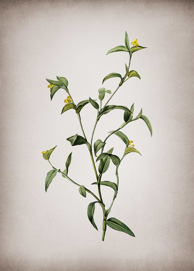 Commelina Africana