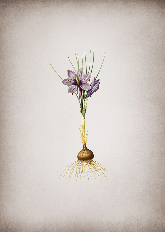 Vintage Crocus Sativus