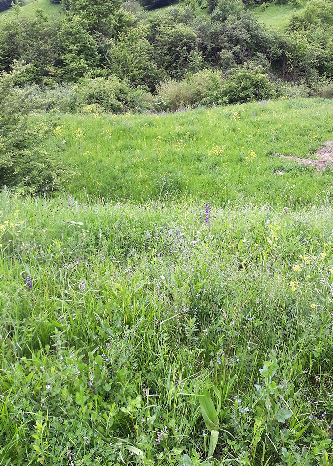 May green field