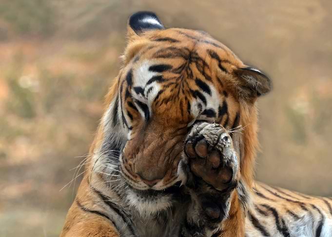 Royal Bengal Tiger