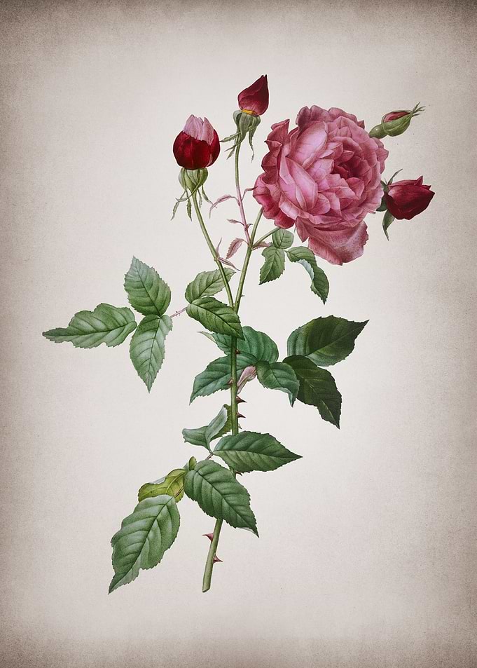 Blooming Provence Rose